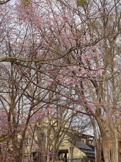 真駒内公園！桜を写しに行ってきました！_d0200811_23413424.jpeg