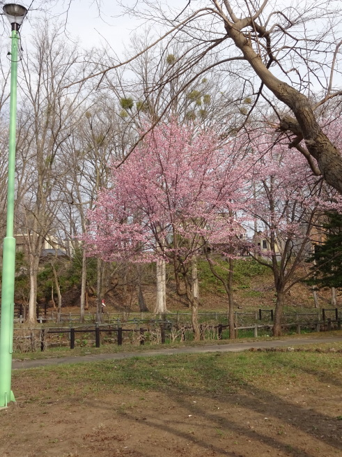 真駒内公園！桜を写しに行ってきました！_d0200811_23521027.jpeg