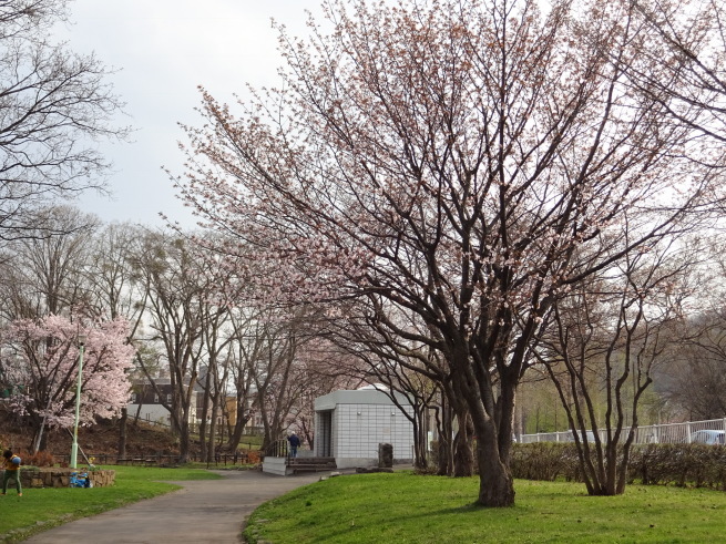 真駒内公園！桜を写しに行ってきました！_d0200811_23564459.jpeg