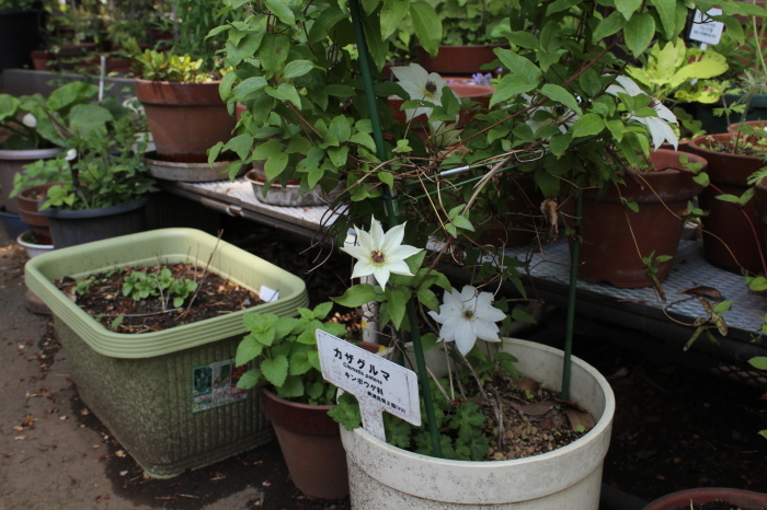 東京都薬草園　２０１８年その１_b0277218_21150880.jpg