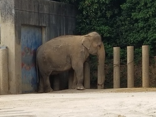 千葉市動物公園　2018年4月　アイちゃん_d0281322_11300707.jpg