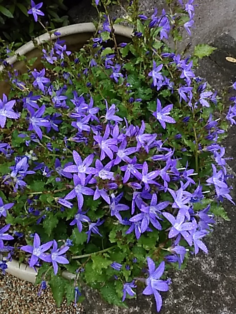 f0354923_00272474.jpg