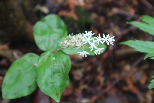 クマガイソウ＆丁字草の花散策_e0272335_2073017.jpg