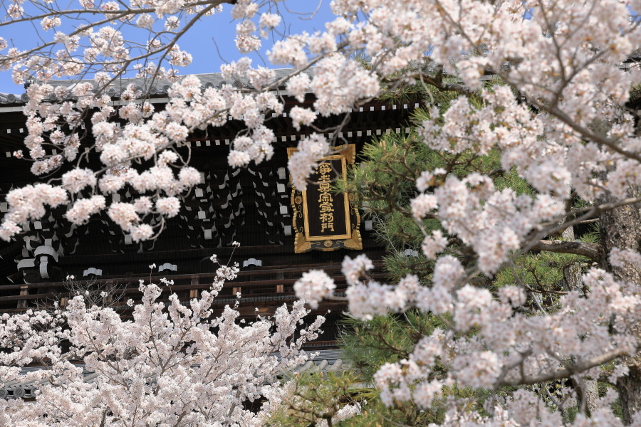 黒谷　金戒光明寺の桜_b0325840_22073854.jpg