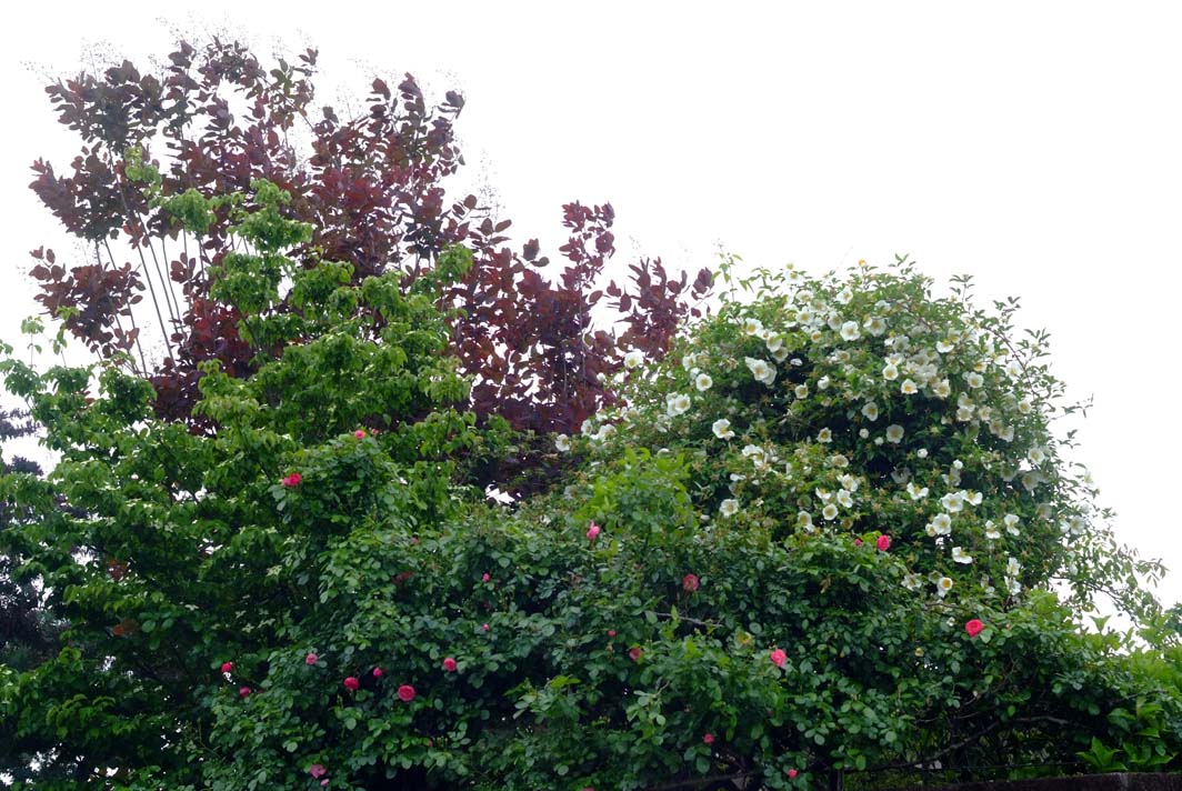b0075541_13311315.jpg