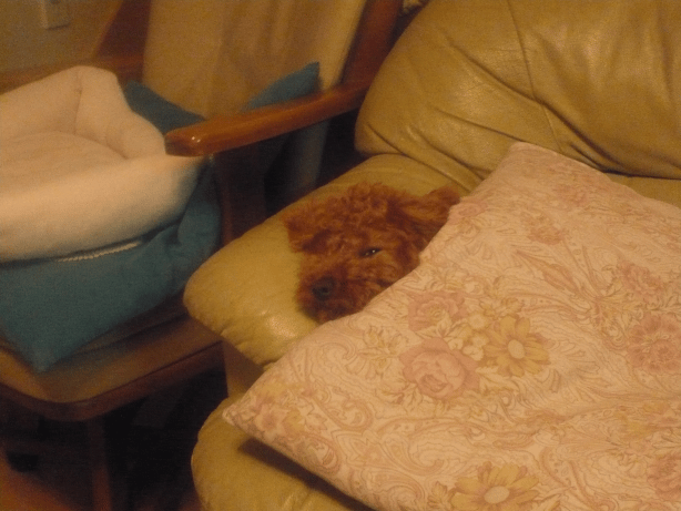 c0365341_20421301.gif