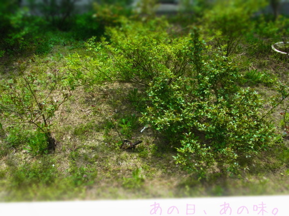 a0305046_09192704.jpg