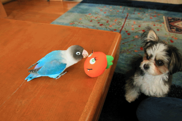 c0145250_09264657.gif