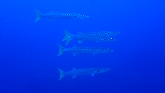 d0113459_18531497.png