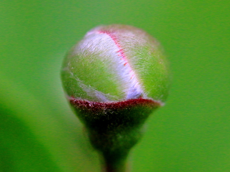 c0305565_17372147.jpg