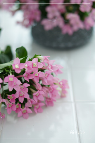 満開のブバリア 花の香りとともに