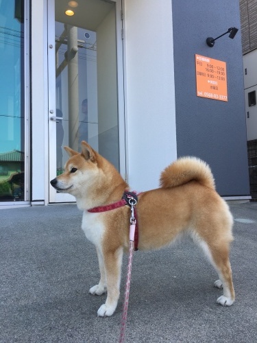e0305074_12373086.jpeg