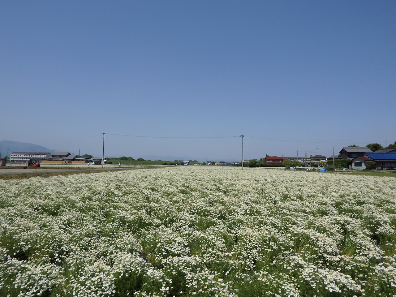 d0054276_20191537.jpg