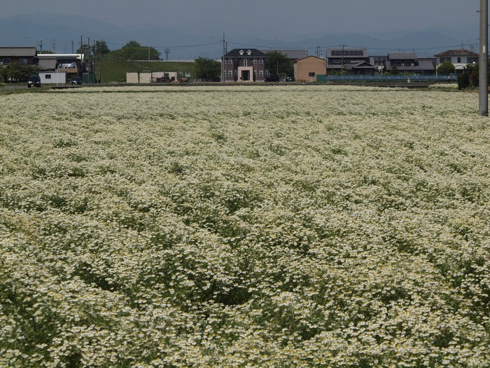 d0054276_20193652.jpg