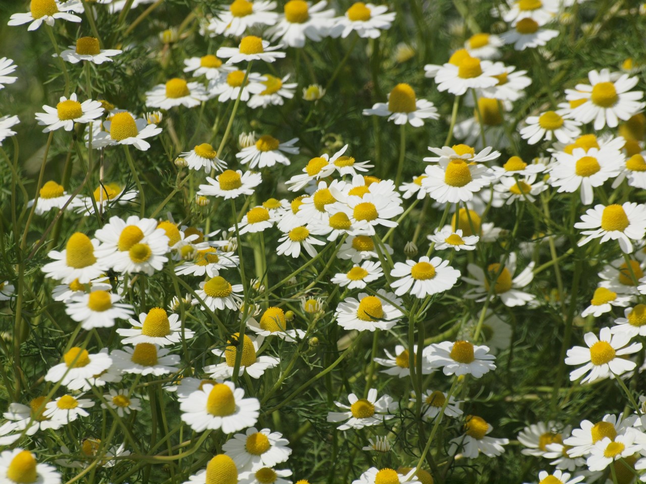d0054276_20194724.jpg