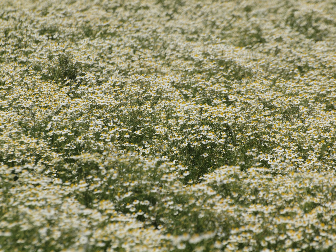 d0054276_20195670.jpg