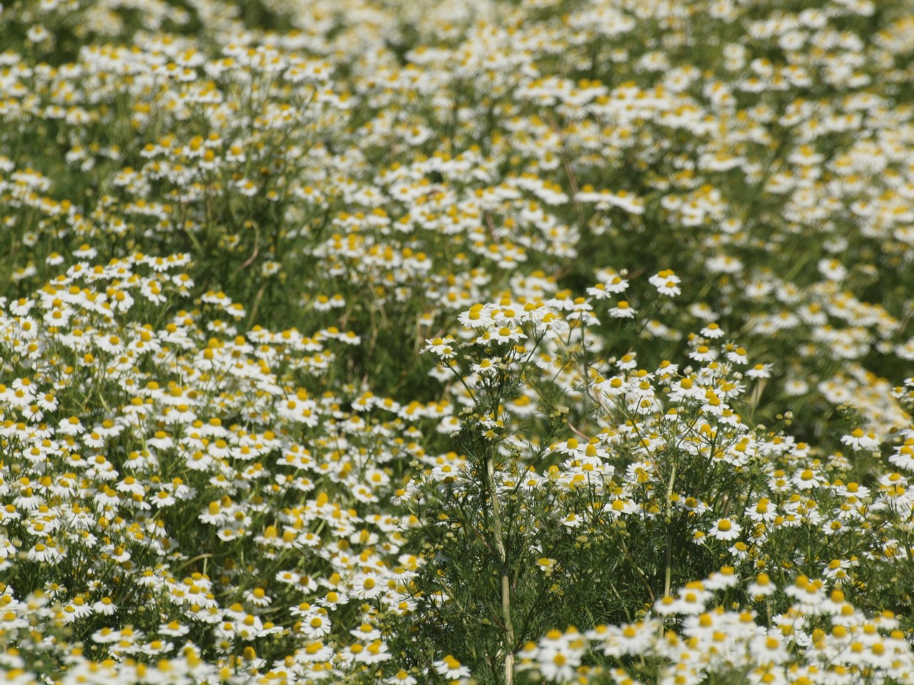 d0054276_20201621.jpg