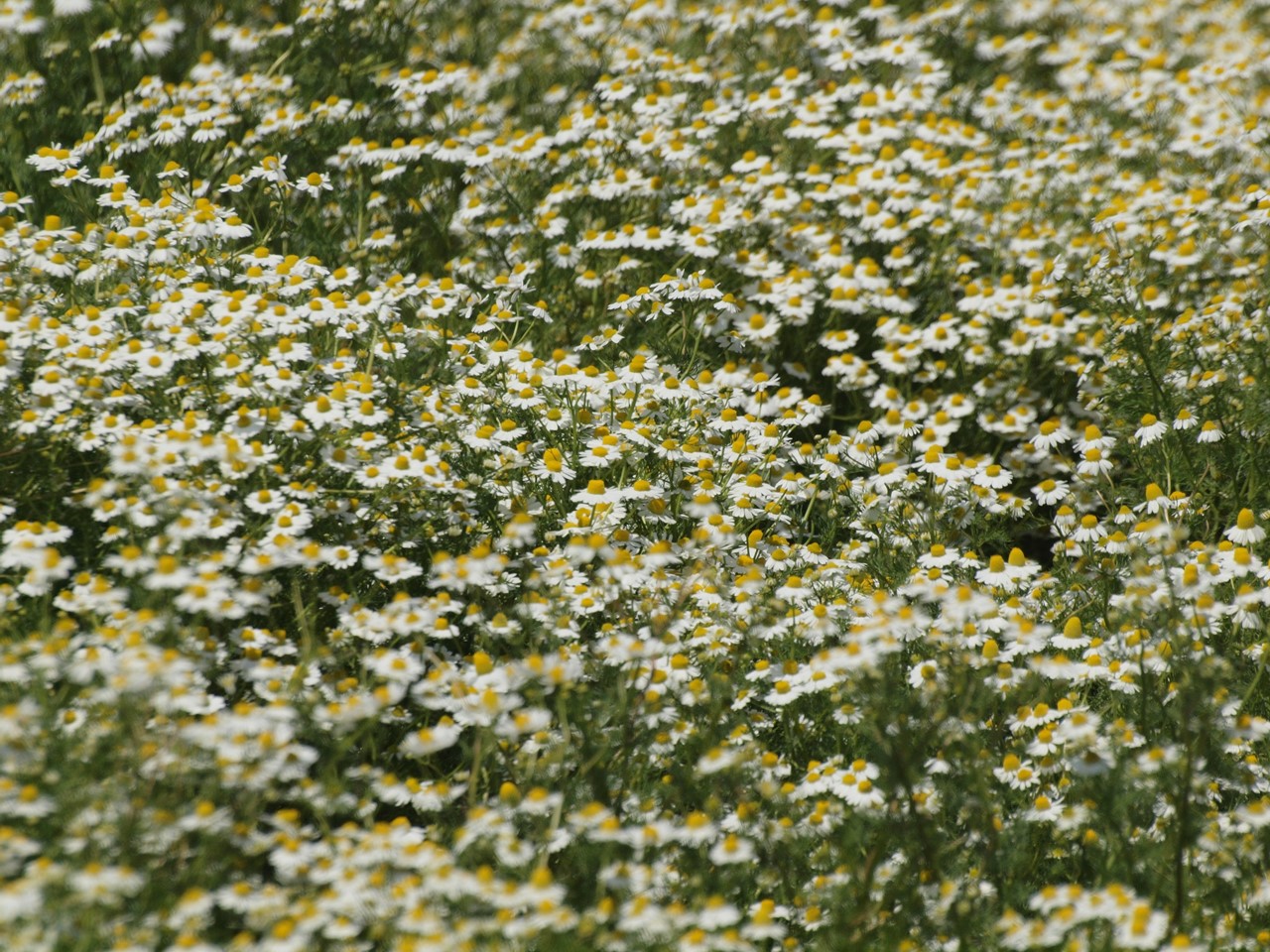 d0054276_20203799.jpg