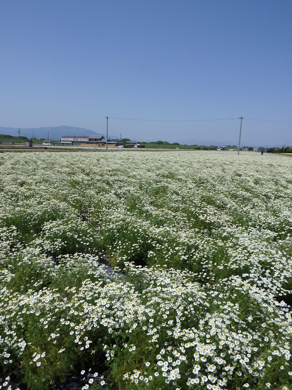 d0054276_20225699.jpg
