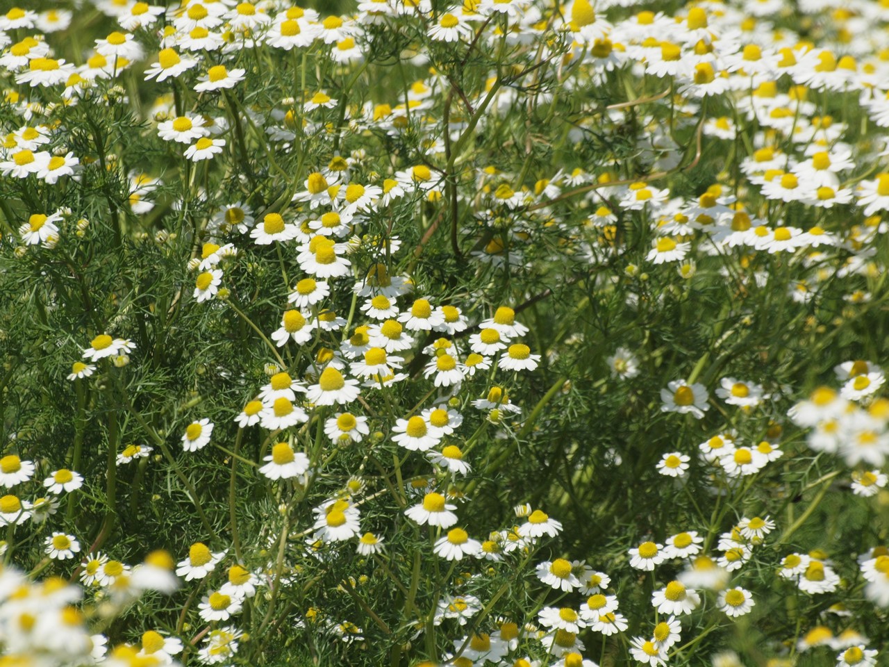 d0054276_20231576.jpg