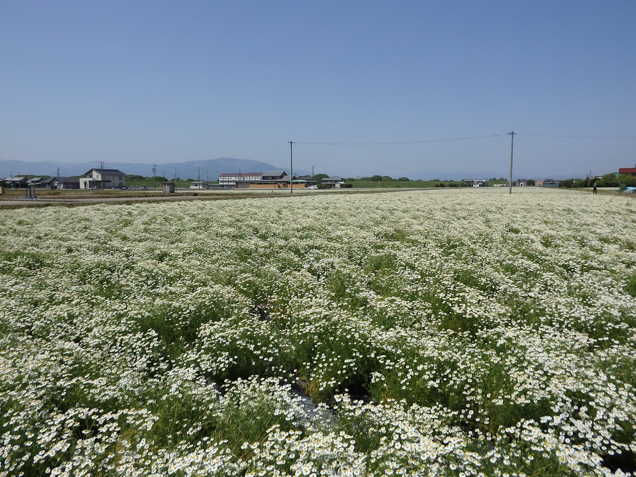 d0054276_2023696.jpg