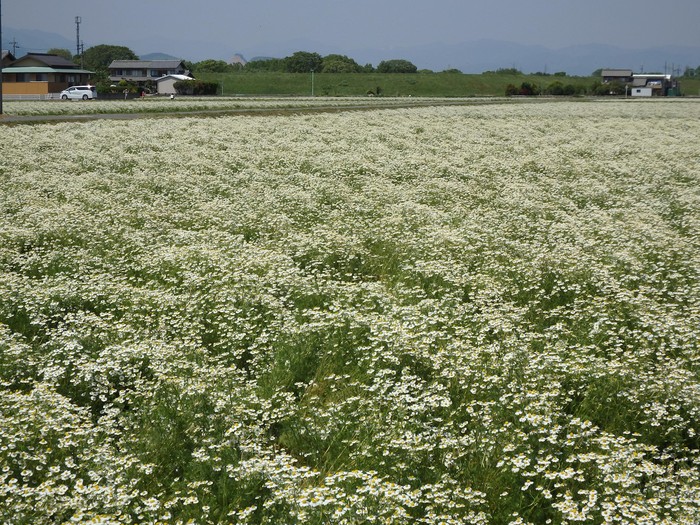 d0054276_2024292.jpg