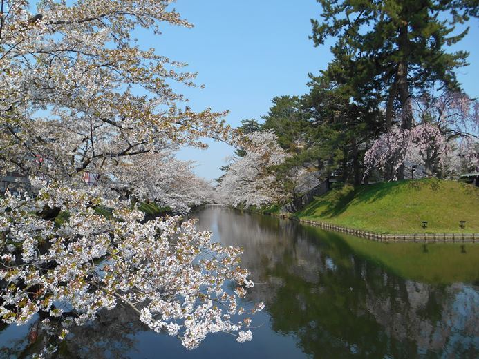 さくら日記＠弘前公園2018.4.28_c0198781_15080073.jpg