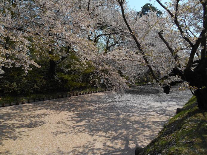 さくら日記＠弘前公園2018.4.28_c0198781_15084093.jpg