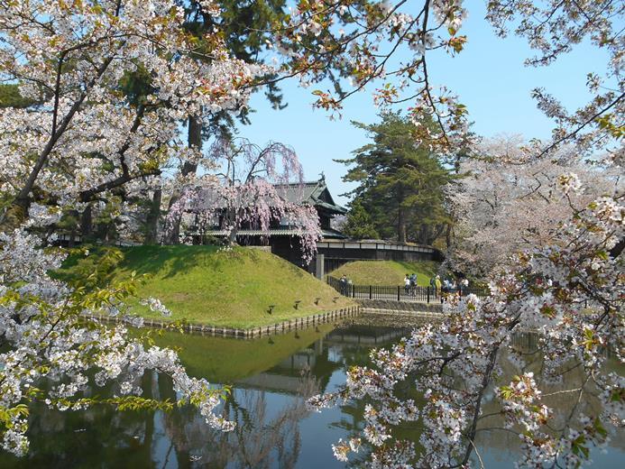 さくら日記＠弘前公園2018.4.28_c0198781_15090889.jpg