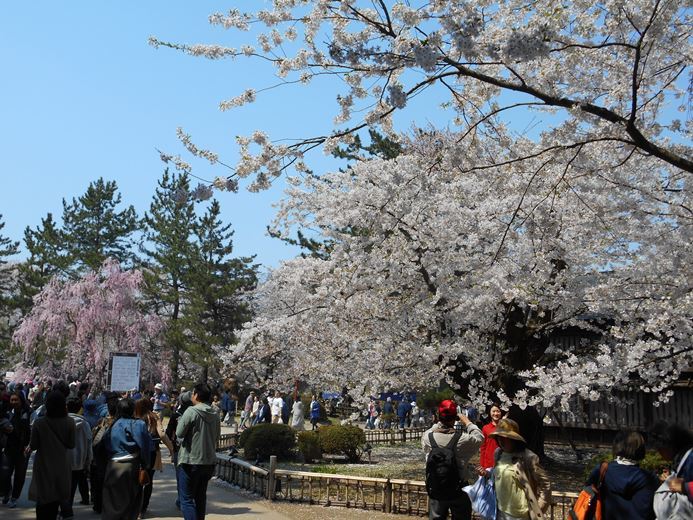 さくら日記＠弘前公園2018.4.28_c0198781_15095756.jpg