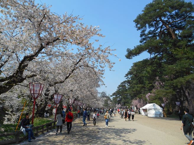 さくら日記＠弘前公園2018.4.28_c0198781_15122780.jpg