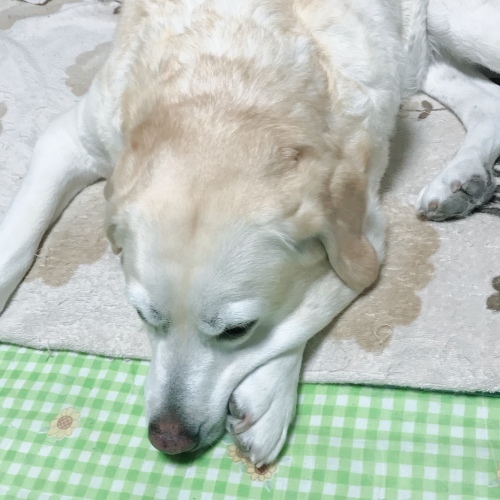 f0315081_21514834.jpeg