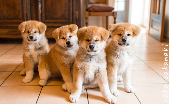 生後８週目 ノルマン犬猫日記