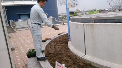 名古屋港水族館前花壇の植栽H30.5.2_d0338682_09294275.jpg