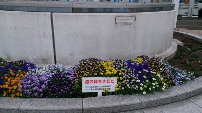 名古屋港水族館前花壇の植栽H30.5.2_d0338682_09311177.jpg