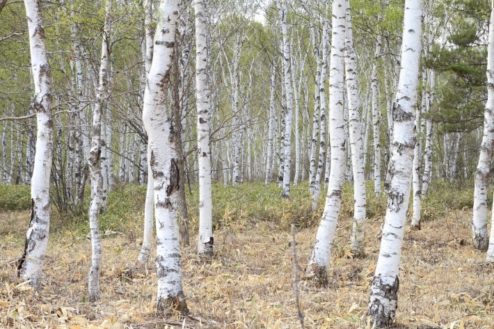 f0350585_12361151.jpg