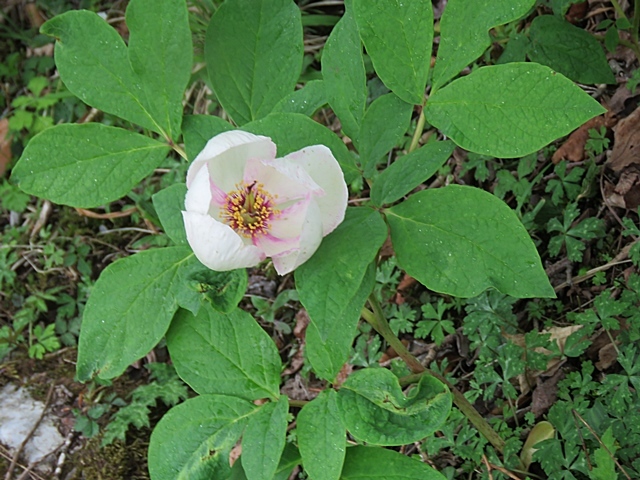 f0357487_00031756.jpg