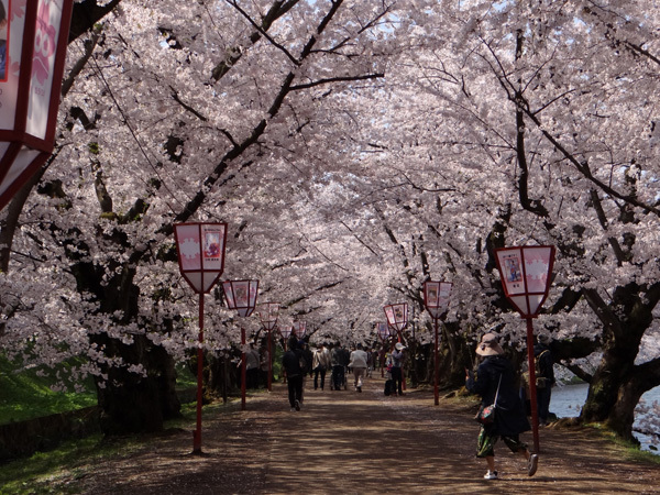 遅くなったけど(^^; 桜のトンネル弘前公園西堀ほかいろいろ^^_a0136293_19104983.jpg