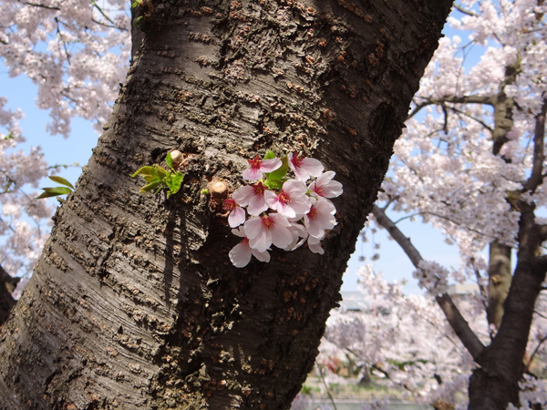 遅くなったけど(^^; 桜のトンネル弘前公園西堀ほかいろいろ^^_a0136293_19120147.jpg