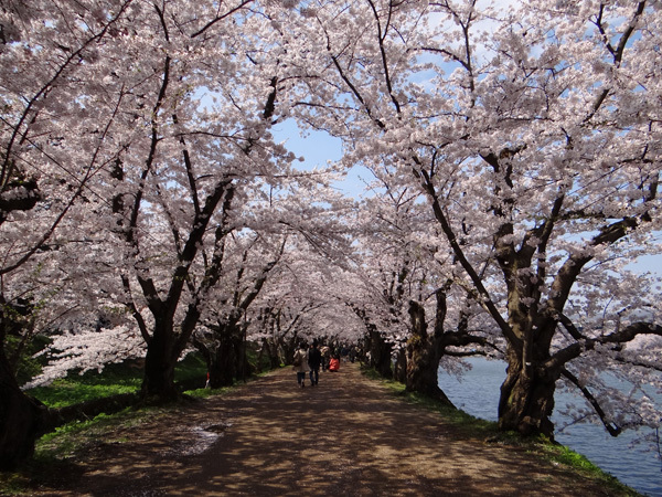 遅くなったけど(^^; 桜のトンネル弘前公園西堀ほかいろいろ^^_a0136293_19124571.jpg