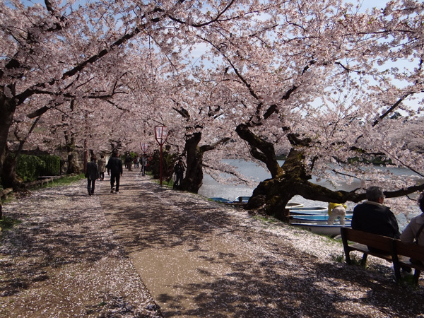 遅くなったけど(^^; 桜のトンネル弘前公園西堀ほかいろいろ^^_a0136293_19144264.jpg