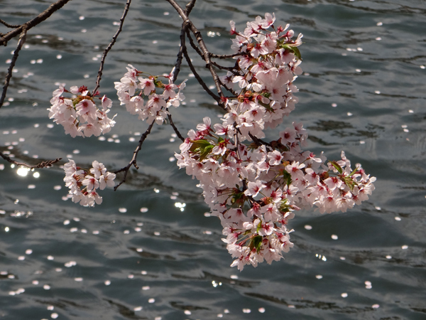 遅くなったけど(^^; 桜のトンネル弘前公園西堀ほかいろいろ^^_a0136293_19174686.jpg