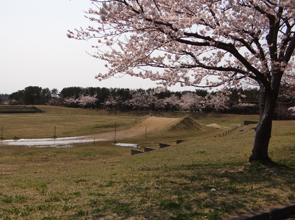 遅くなったけど(^^; 桜のトンネル弘前公園西堀ほかいろいろ^^_a0136293_19254768.jpg