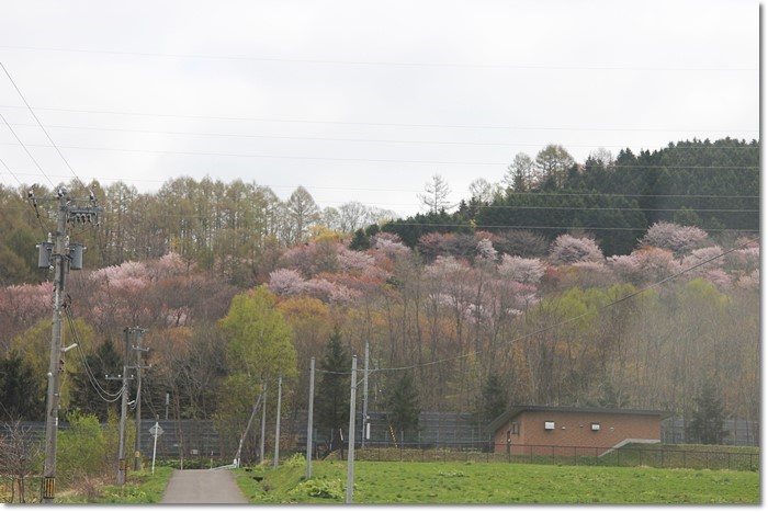 桜・さくら(奈井江・にわやま公園）_f0146493_23082719.jpg