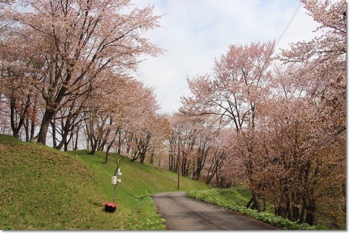 桜・さくら(奈井江・にわやま公園）_f0146493_23083203.jpg