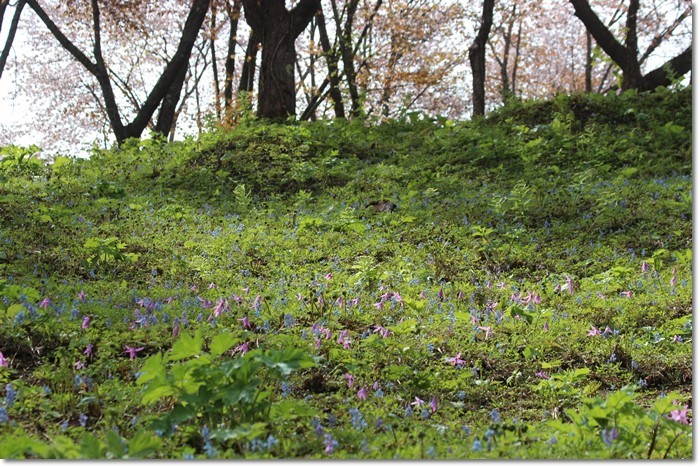 桜・さくら(奈井江・にわやま公園）_f0146493_23084889.jpg