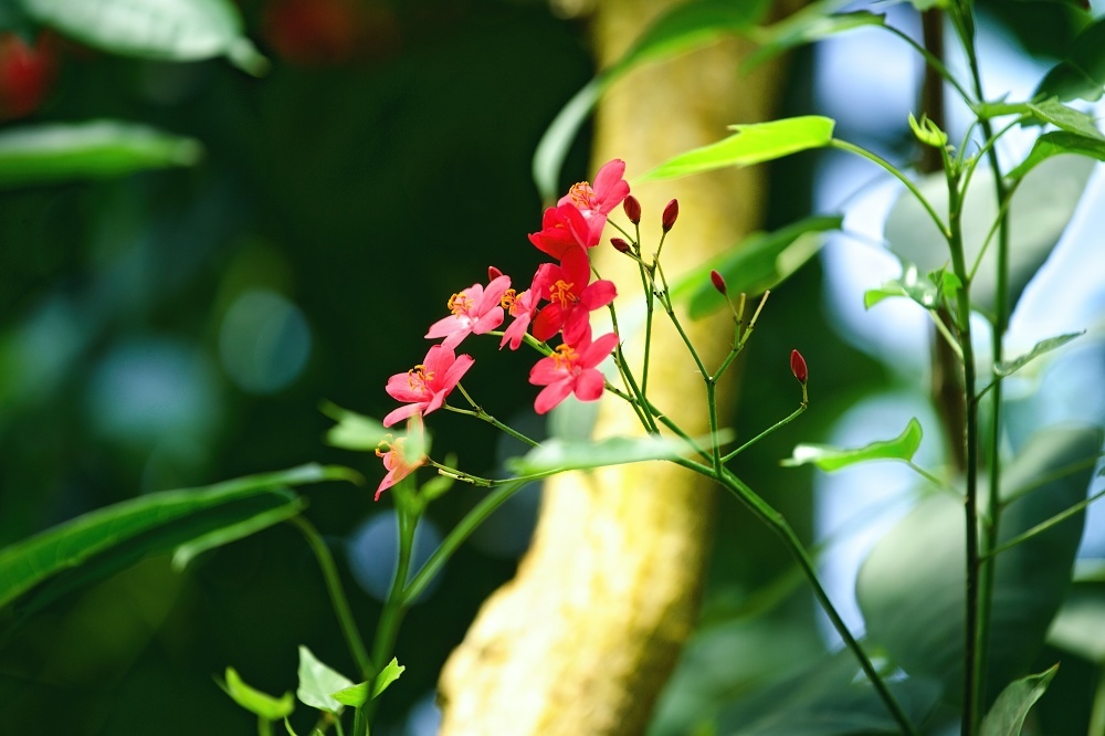 今時の温室の花達_d0376905_21212067.jpg