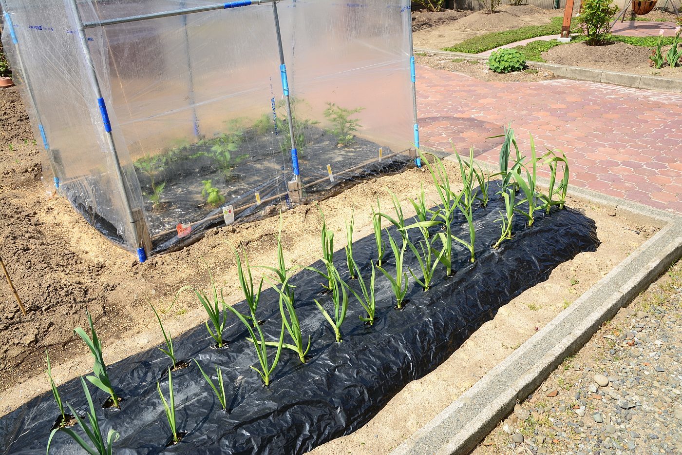 ガーデニング 剪定枝の三脚ｄｉｙ 18 5 10 虹の彼方に 気の向くまま