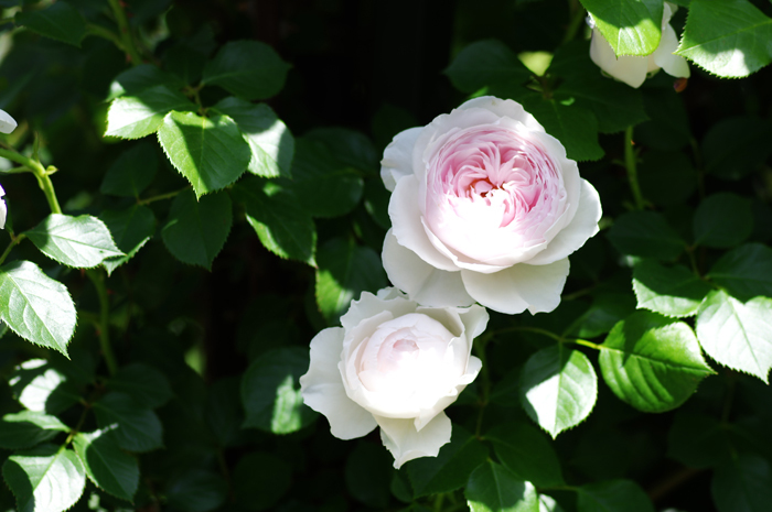 港の見える丘公園　薔薇　４_b0151409_22193388.jpg