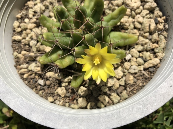 d0237309_21245385.jpeg